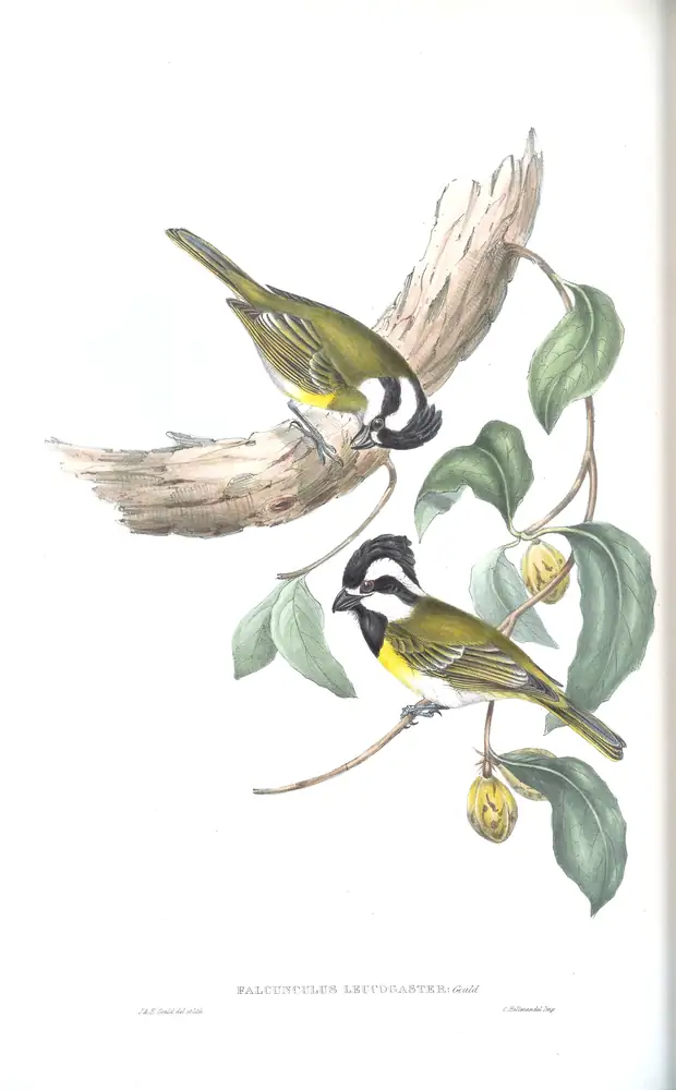 The whole sheet of volume II, plate 80, with its engraved caption