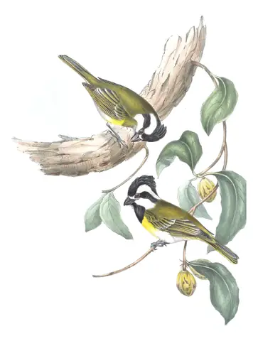Volume II, plate 80 of Gould's The Birds of Australia: Western Shrike-tit (Falcunculus leucogaster)