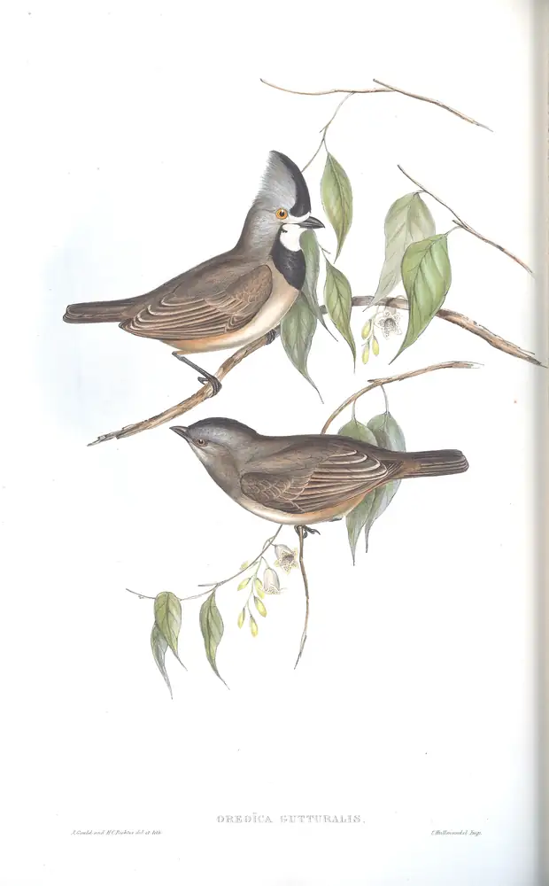 The whole sheet of volume II, plate 81, with its engraved caption
