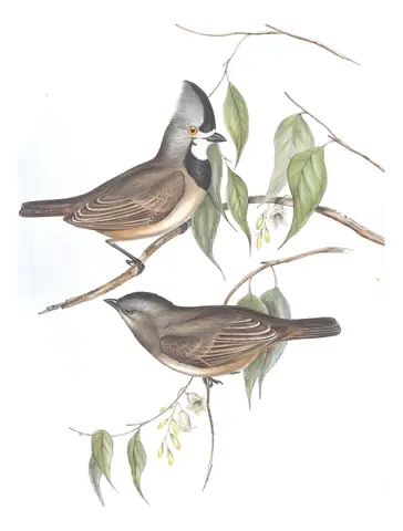 Volume II, plate 81 of Gould's The Birds of Australia: Crested Bellbird (Oreoica gutturalis)