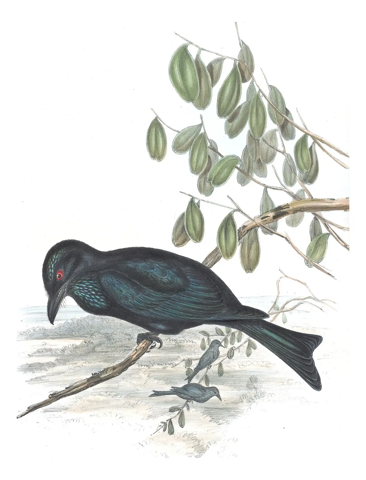 Volume II, plate 82 of Gould's The Birds of Australia: Spangled Drongo (Dicrurus bracteatus)