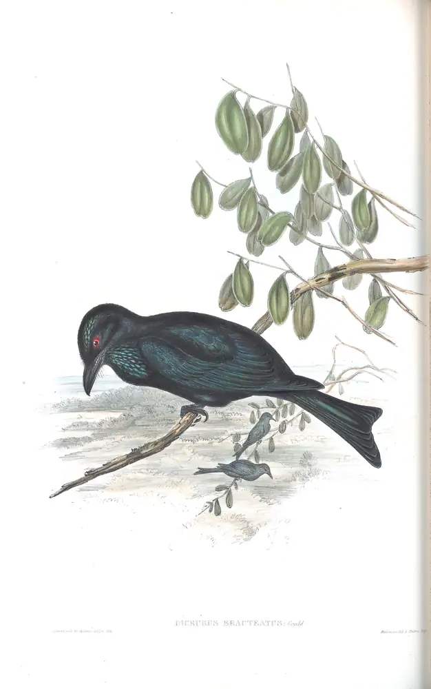 The whole sheet of volume II, plate 82, with its engraved caption