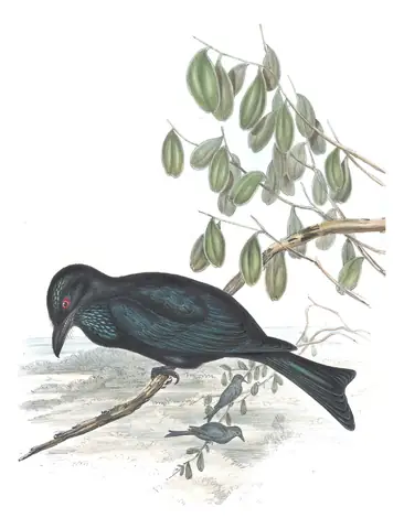 Volume II, plate 82 of Gould's The Birds of Australia: Spangled Drongo (Dicrurus bracteatus)