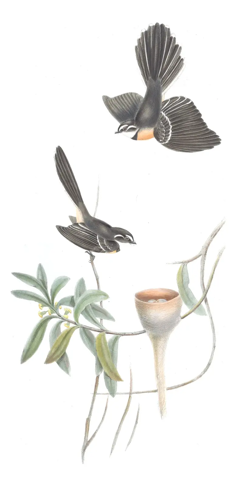 Volume II, plate 83 of Gould's The Birds of Australia: Gray Fantail (Rhipidura albiscapa)