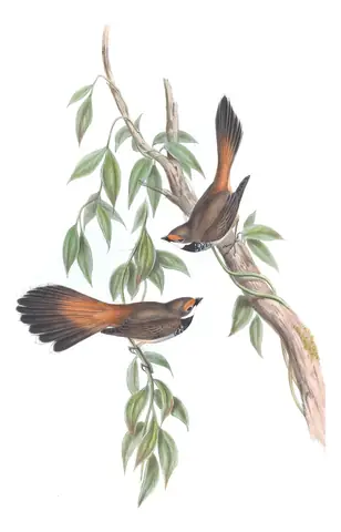 Volume II, plate 84 of Gould's The Birds of Australia: Australian Rufous Fantail (Rhipidura rufifrons)