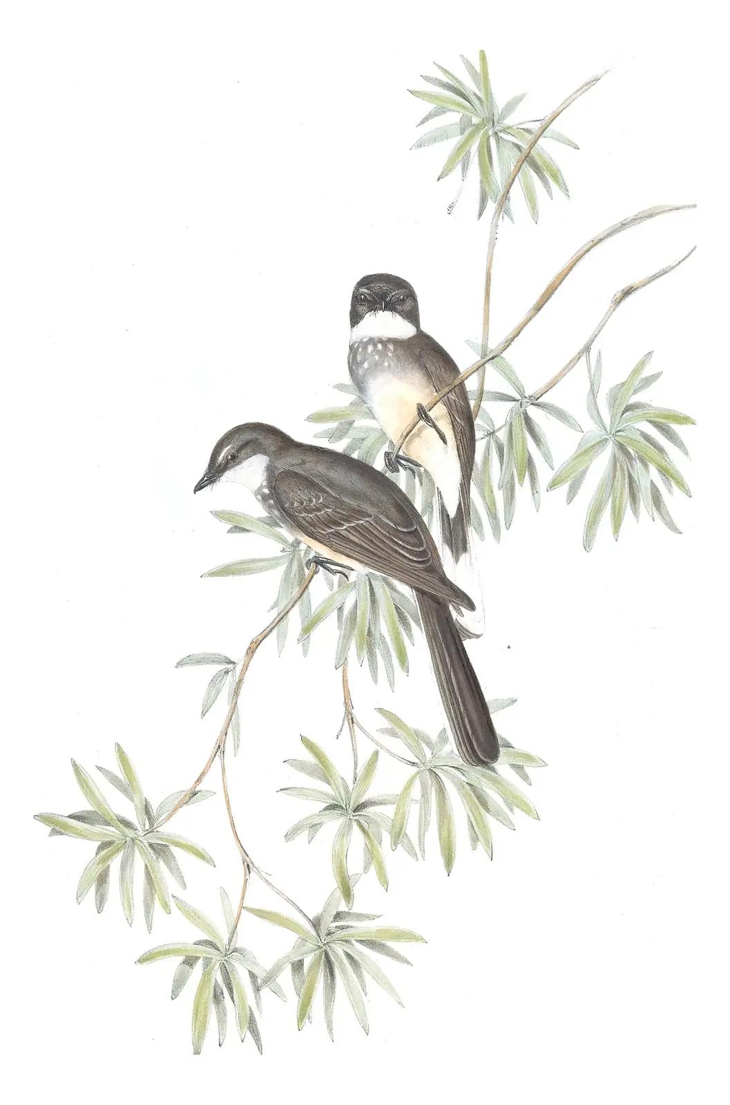 Volume II, plate 85 of Gould's The Birds of Australia: Northern Fantail (Rhipidura rufiventris)