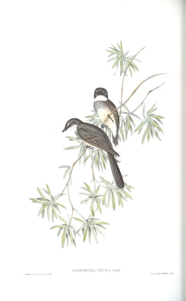 The whole sheet of volume II, plate 85, with its engraved caption