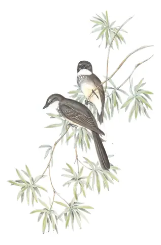 Volume II, plate 85 of Gould's The Birds of Australia: Northern Fantail (Rhipidura rufiventris)