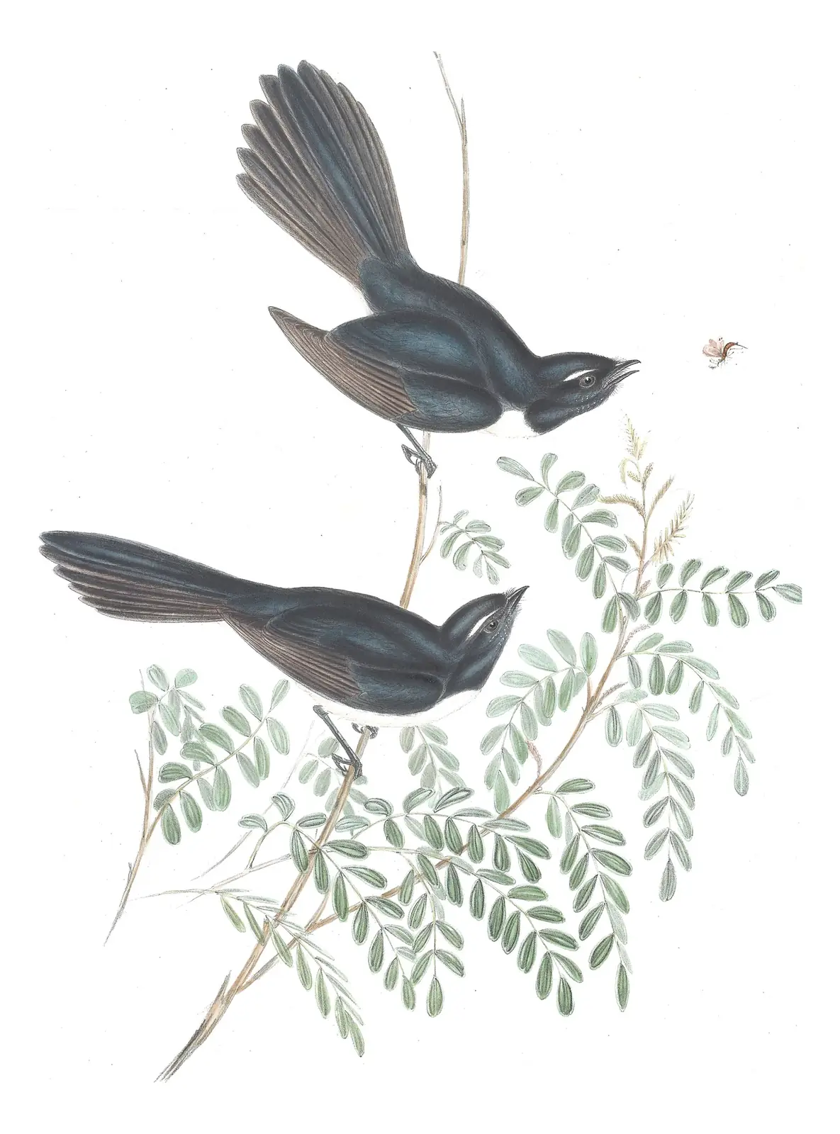 Volume II, plate 86 of Gould's The Birds of Australia: Willie-wagtail (Rhipidura leucophrys)