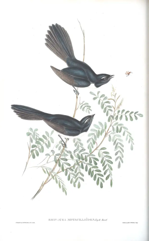 The whole sheet of volume II, plate 86, with its engraved caption