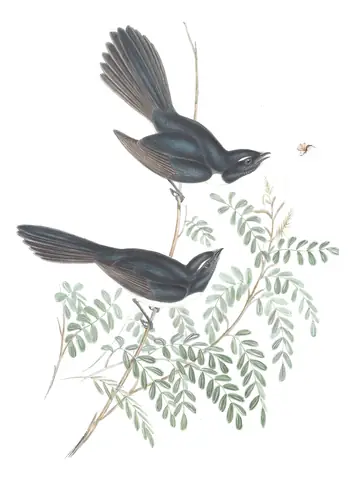 Volume II, plate 86 of Gould's The Birds of Australia: Willie-wagtail (Rhipidura leucophrys)