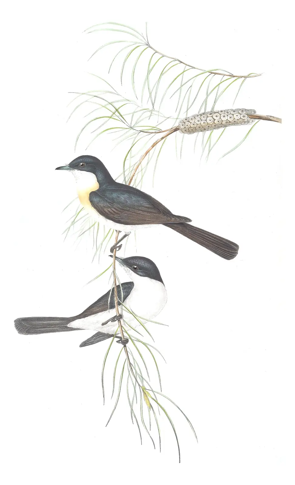 Volume II, plate 87 of Gould's The Birds of Australia: Restless Flycatcher (Myiagra inquieta)