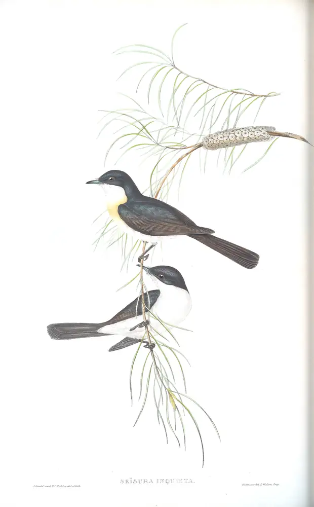 The whole sheet of volume II, plate 87, with its engraved caption