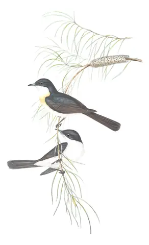 Volume II, plate 87 of Gould's The Birds of Australia: Restless Flycatcher (Myiagra inquieta)