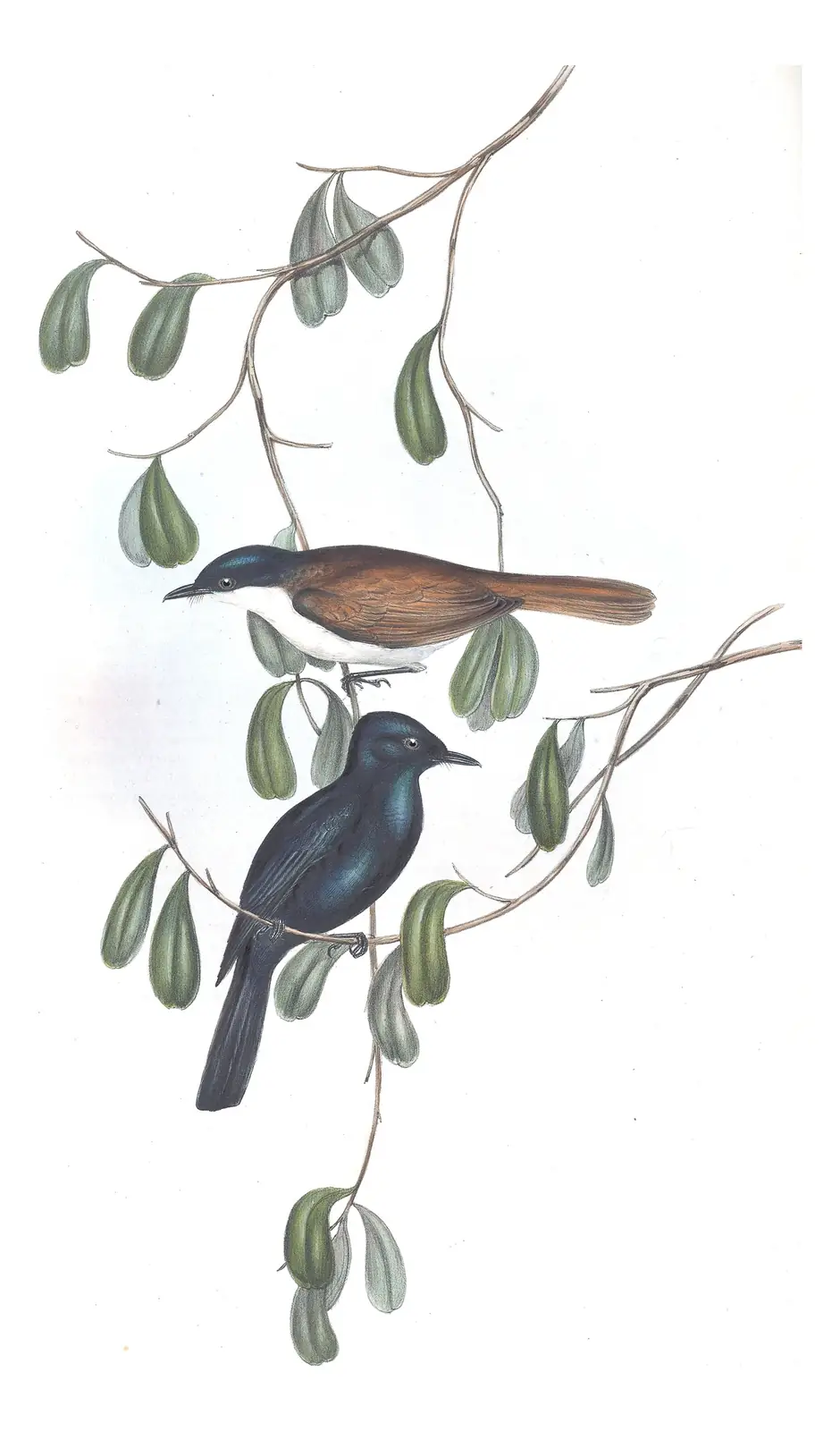 Volume II, plate 88 of Gould's The Birds of Australia: Shining Flycatcher (Myiagra alecto)