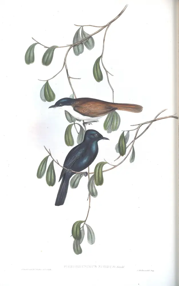The whole sheet of volume II, plate 88, with its engraved caption