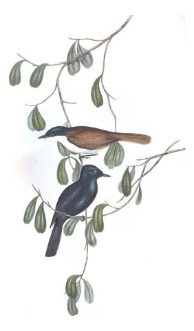 Volume II, plate 88 of Gould's The Birds of Australia: Shining Flycatcher (Myiagra alecto)