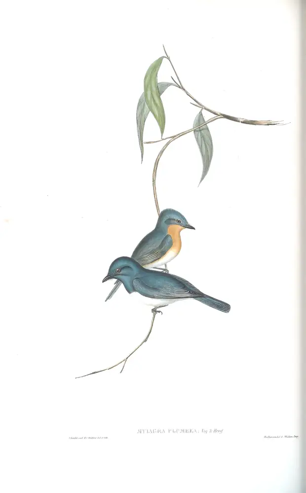 The whole sheet of volume II, plate 89, with its engraved caption