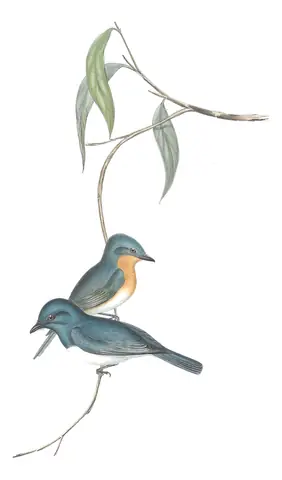 Volume II, plate 89 of Gould's The Birds of Australia: Leaden Flycatcher (Myiagra rubecula)