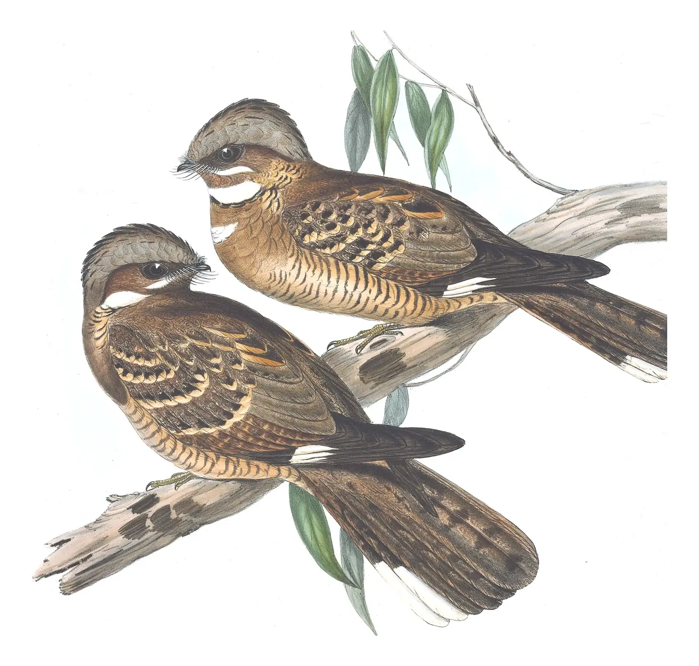 Volume II, plate 9 of Gould's The Birds of Australia: Large-tailed Nightjar (Caprimulgus macrurus)