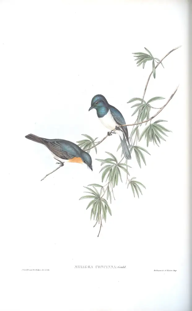 The whole sheet of volume II, plate 90, with its engraved caption