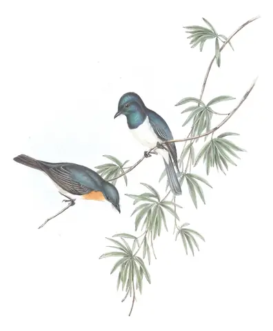 Volume II, plate 90 of Gould's The Birds of Australia: Leaden Flycatcher (Myiagra rubecula)