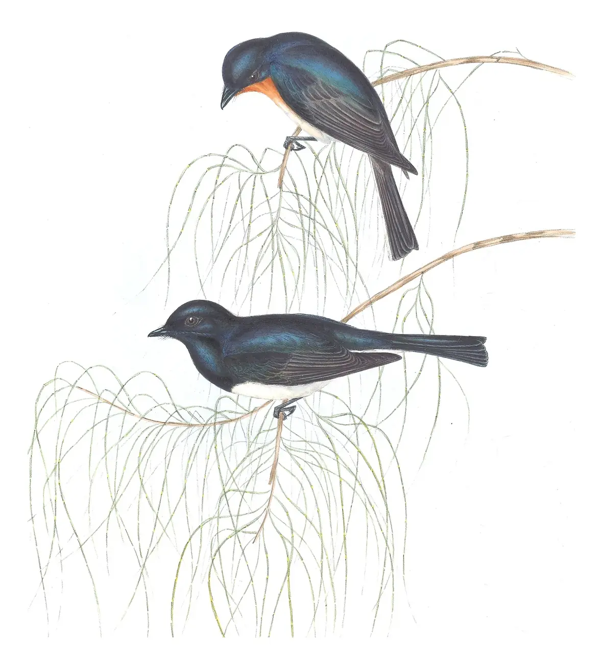 Volume II, plate 91 of Gould's The Birds of Australia: Satin Flycatcher (Myiagra cyanoleuca)