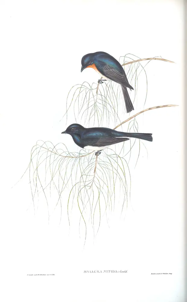 The whole sheet of volume II, plate 91, with its engraved caption