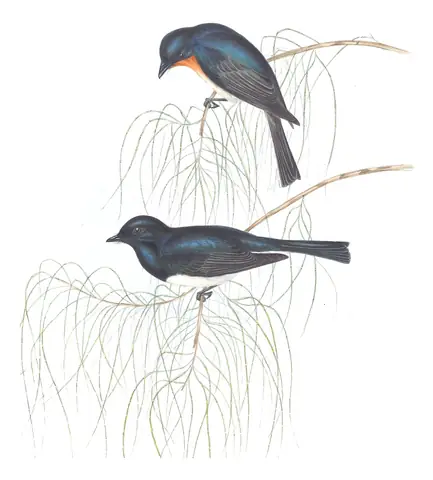 Volume II, plate 91 of Gould's The Birds of Australia: Satin Flycatcher (Myiagra cyanoleuca)