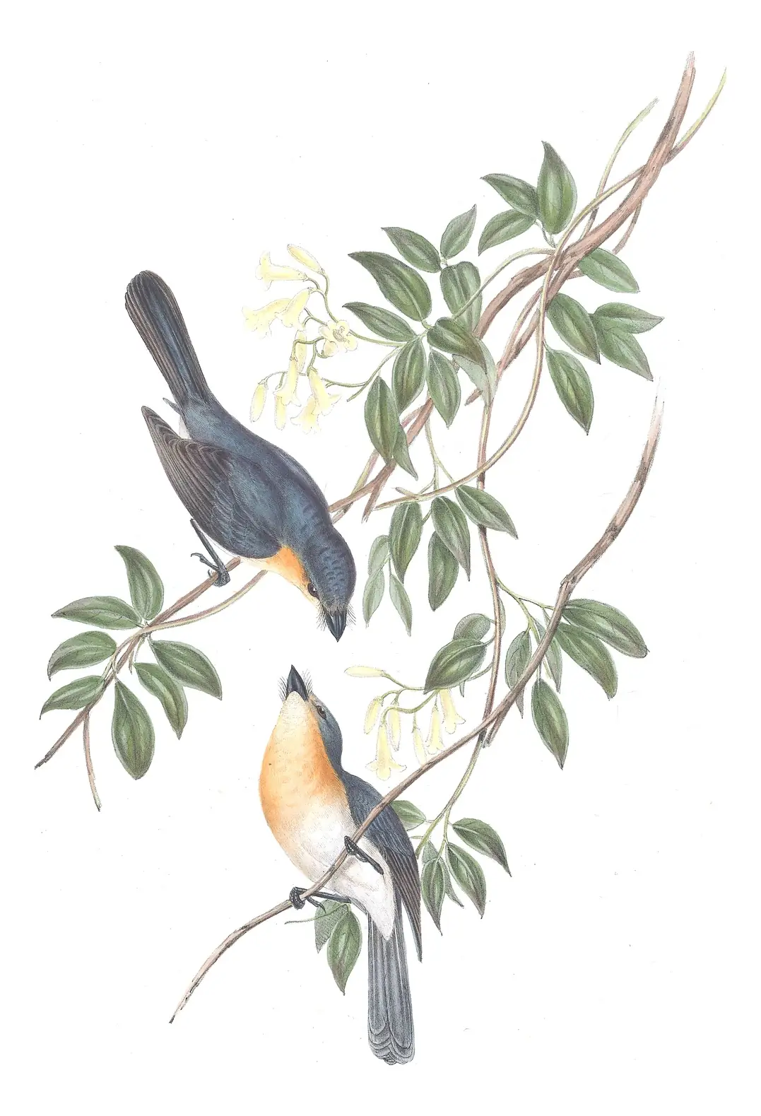 Volume II, plate 92 of Gould's The Birds of Australia: Broad-billed Flycatcher (Myiagra ruficollis)