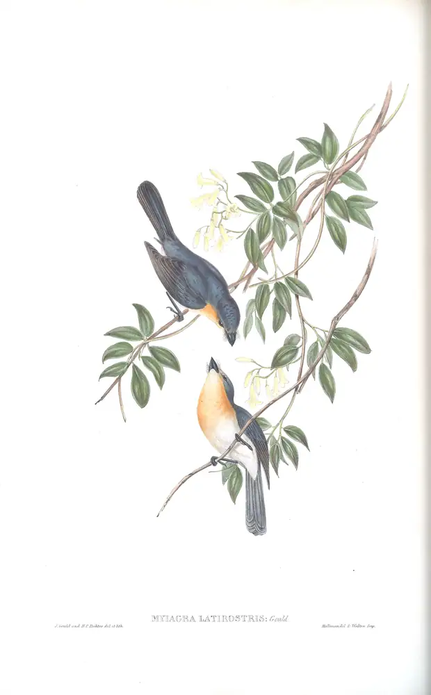 The whole sheet of volume II, plate 92, with its engraved caption
