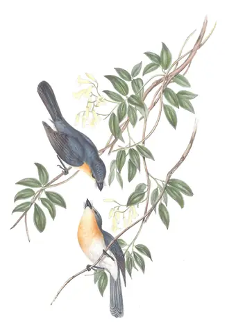 Volume II, plate 92 of Gould's The Birds of Australia: Broad-billed Flycatcher (Myiagra ruficollis)