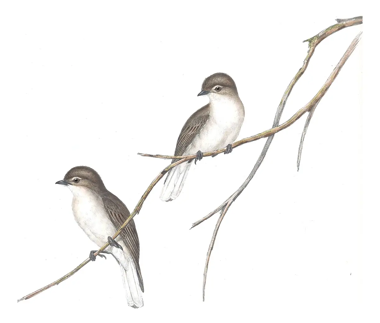 Volume II, plate 93 of Gould's The Birds of Australia: Jacky-winter (Microeca fascinans)