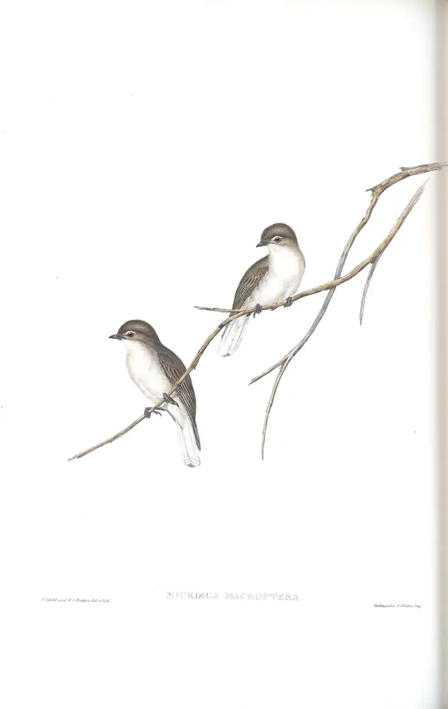 The whole sheet of volume II, plate 93, with its engraved caption
