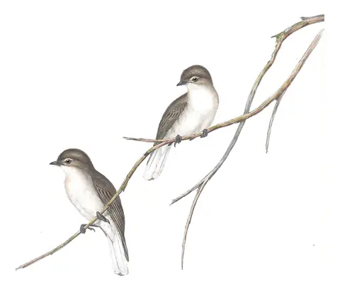 Volume II, plate 93 of Gould's The Birds of Australia: Jacky-winter (Microeca fascinans)