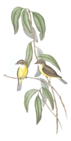 Volume II, plate 94 of Gould's The Birds of Australia: Lemon-bellied Flyrobin (Microeca flavigaster)