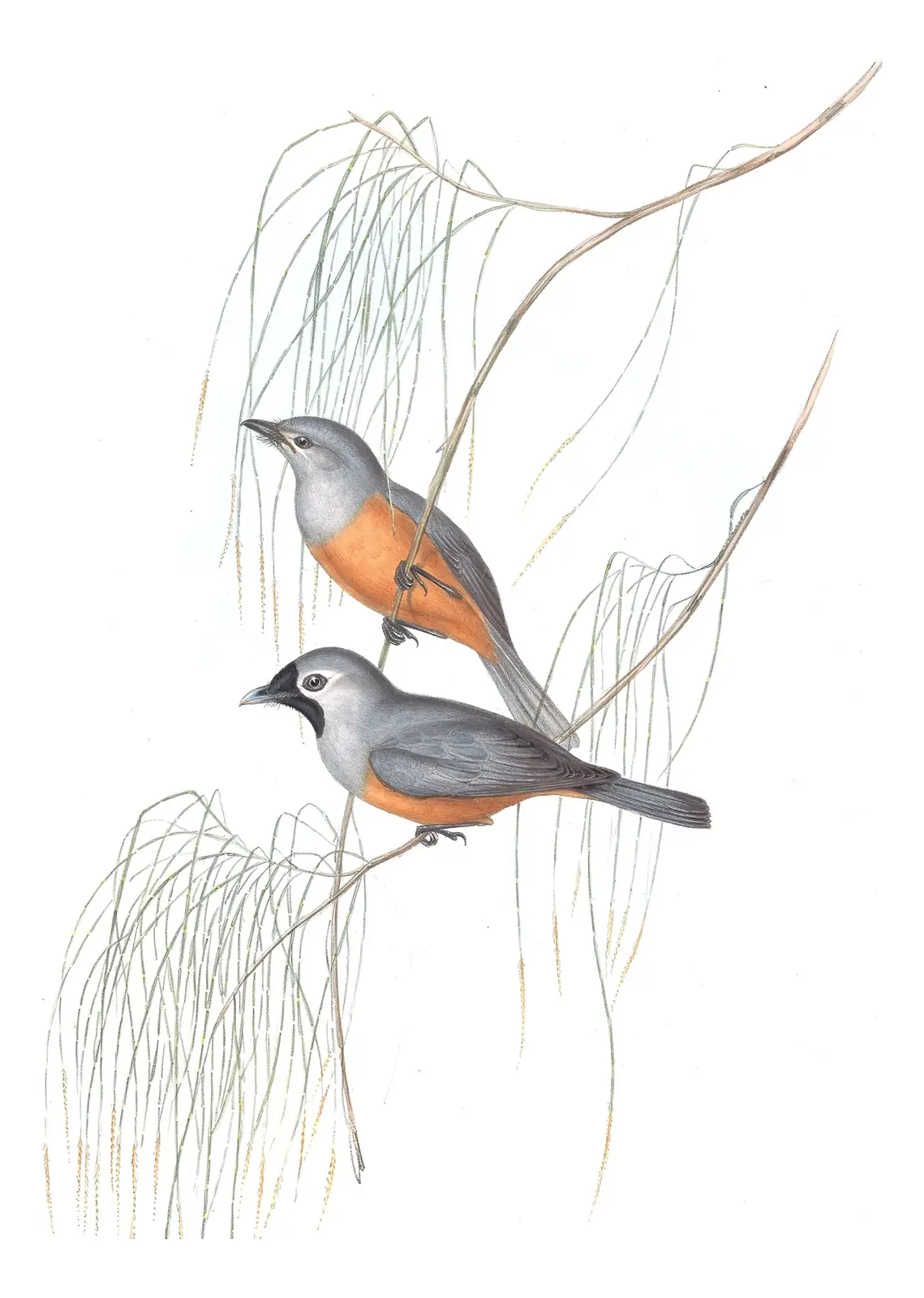 Volume II, plate 95 of Gould's The Birds of Australia: Black-faced Monarch (Monarcha melanopsis)