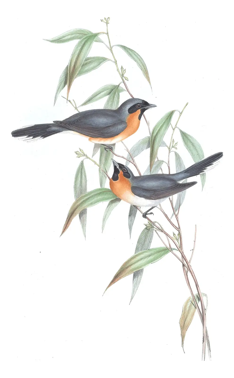 Volume II, plate 96 of Gould's The Birds of Australia: Australian Spectacled Monarch (Symposiachrus trivirgatus)
