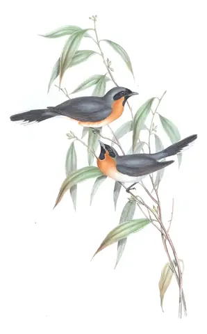 Volume II, plate 96 of Gould's The Birds of Australia: Australian Spectacled Monarch (Symposiachrus trivirgatus)