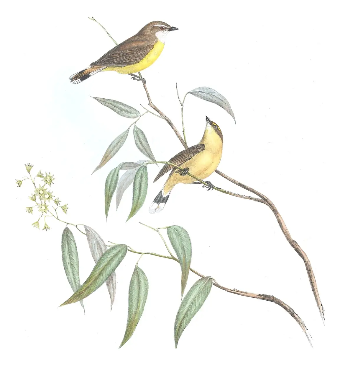Volume II, plate 97 of Gould's The Birds of Australia: White-throated Gerygone (Gerygone olivacea)