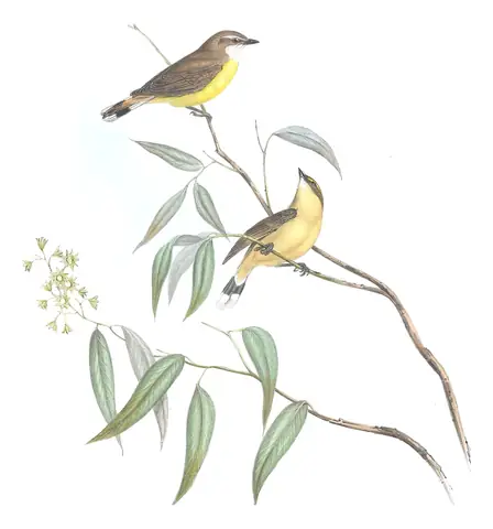 Volume II, plate 97 of Gould's The Birds of Australia: White-throated Gerygone (Gerygone olivacea)