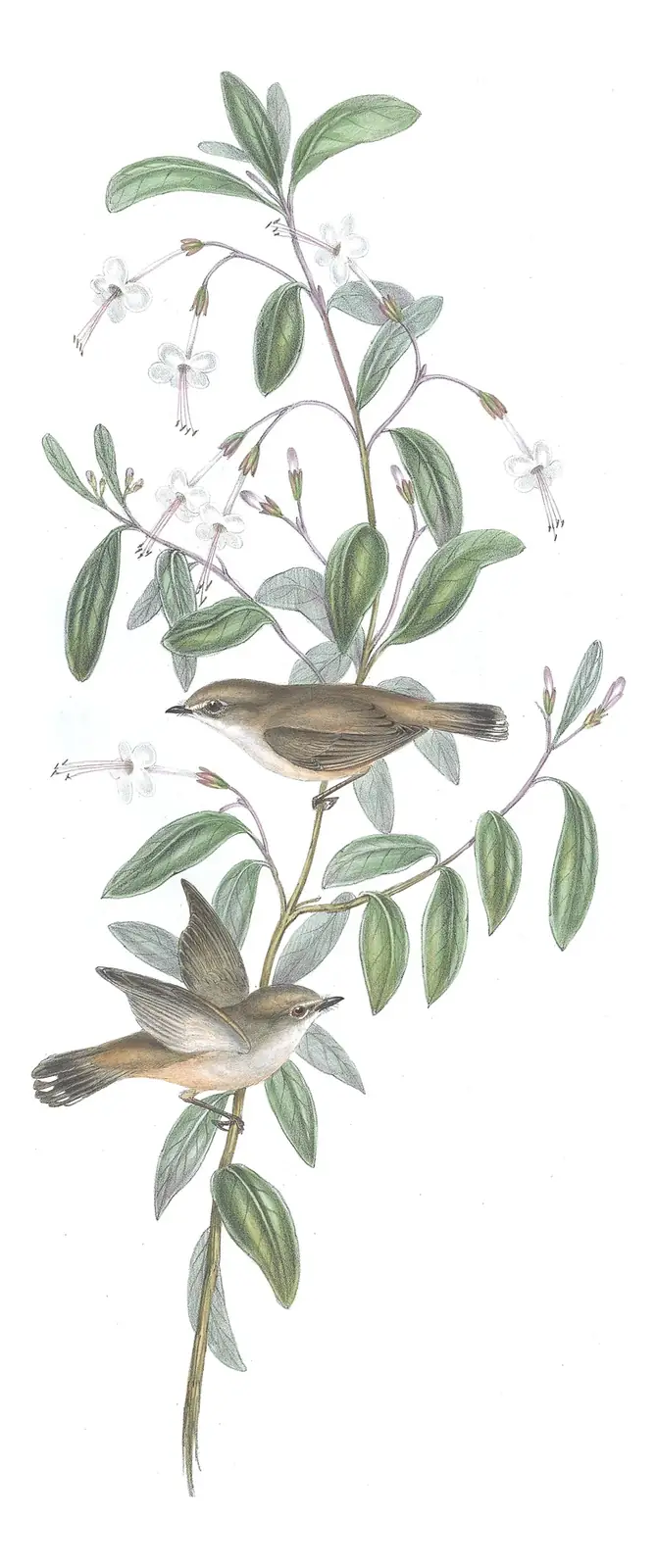 Volume II, plate 98 of Gould's The Birds of Australia: Brown Gerygone (Gerygone mouki)
