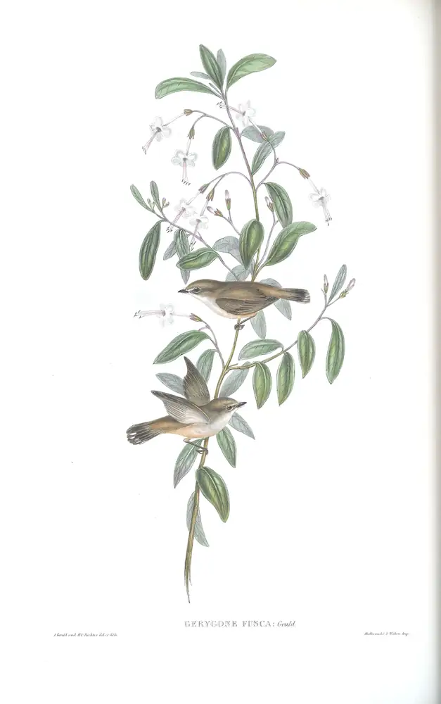 The whole sheet of volume II, plate 98, with its engraved caption
