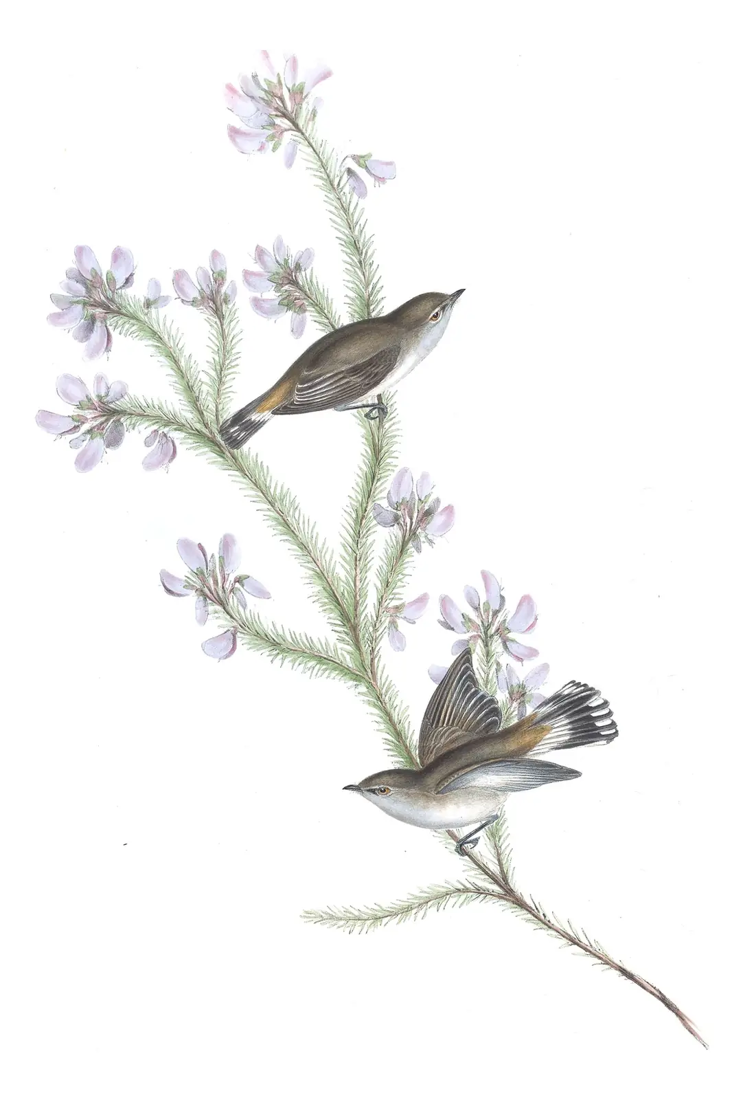 Volume II, plate 99 of Gould's The Birds of Australia: Western Gerygone (Gerygone fusca)