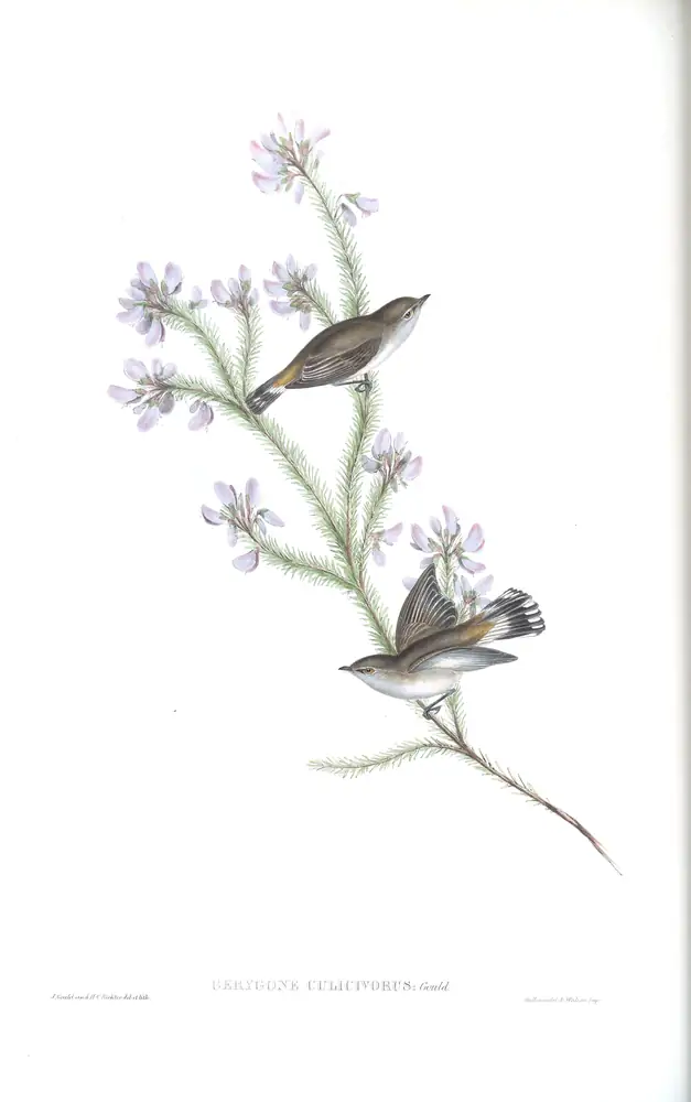 The whole sheet of volume II, plate 99, with its engraved caption