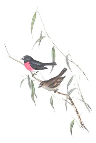 Volume III, plate 1 of Gould's The Birds of Australia: Pink Robin (Petroica rodinogaster)