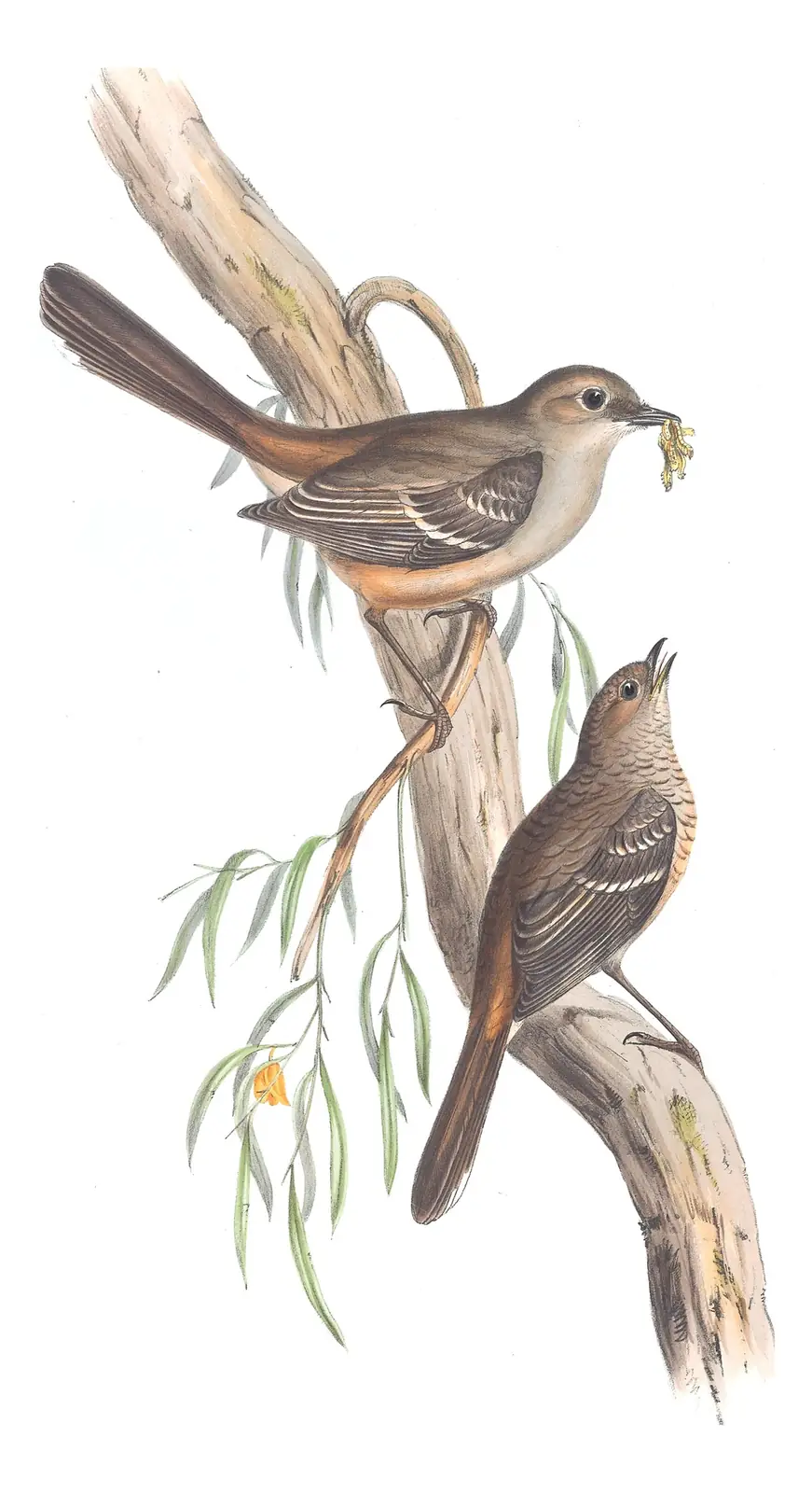 Volume III, plate 10 of Gould's The Birds of Australia: Southern Scrub-Robin (Drymodes brunneopygia)