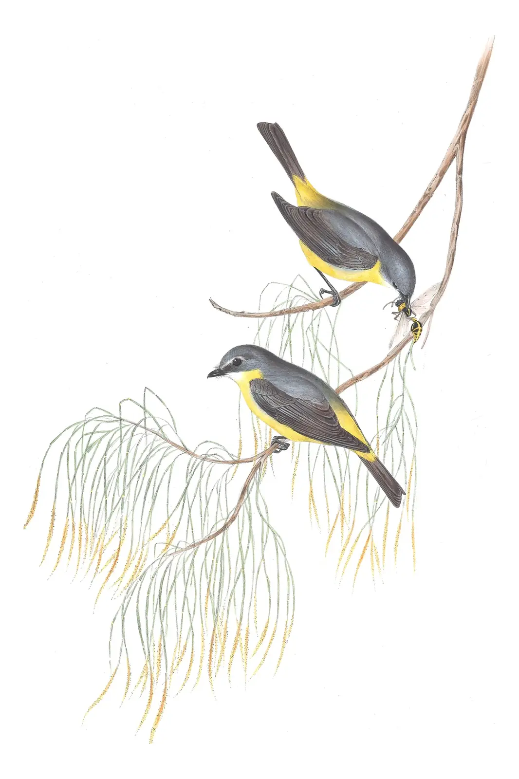 Volume III, plate 11 of Gould's The Birds of Australia: Eastern Yellow Robin (Eopsaltria australis)