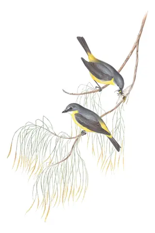 Volume III, plate 11 of Gould's The Birds of Australia: Eastern Yellow Robin (Eopsaltria australis)