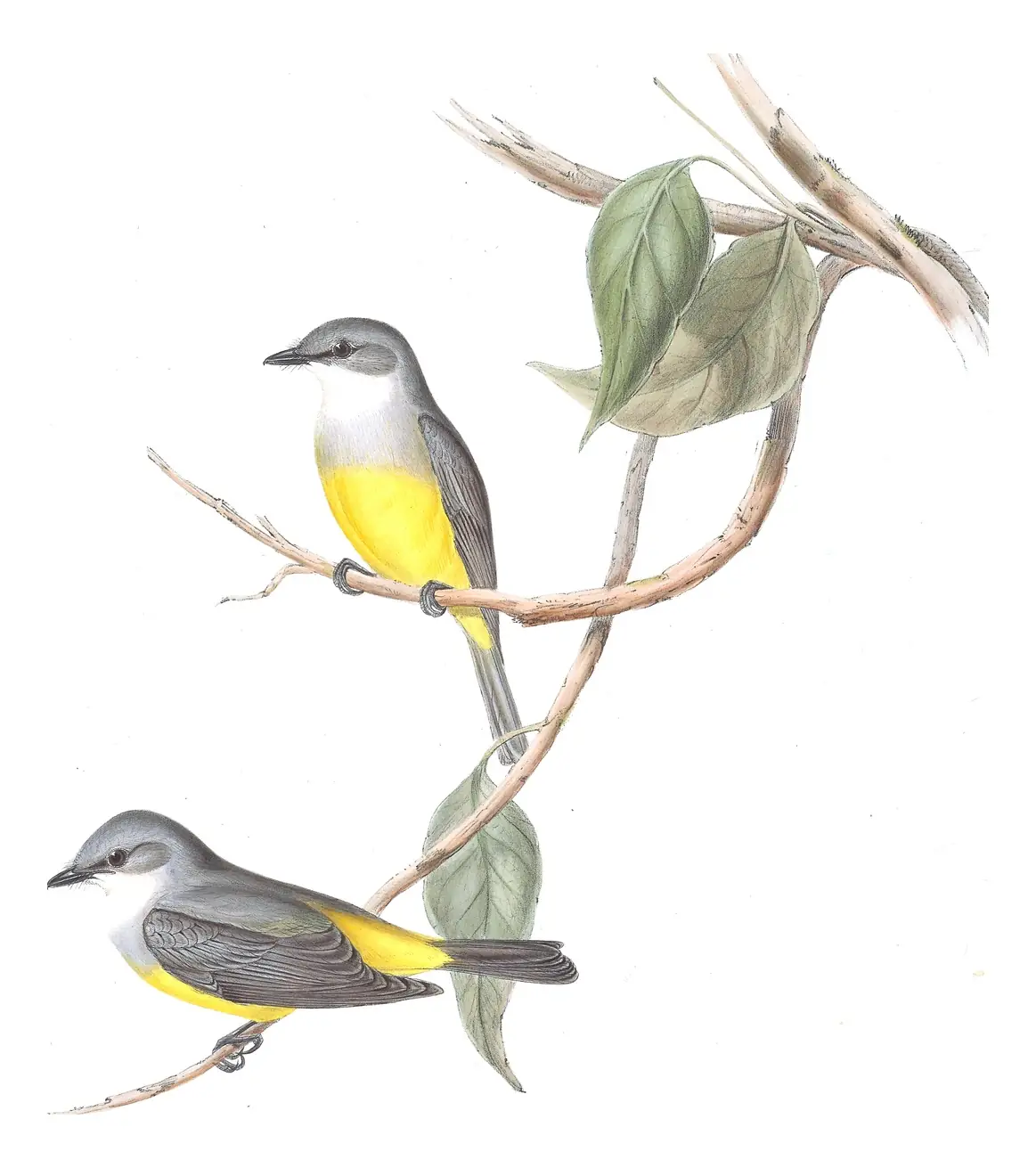 Volume III, plate 12 of Gould's The Birds of Australia: Western Yellow Robin (Eopsaltria griseogularis)